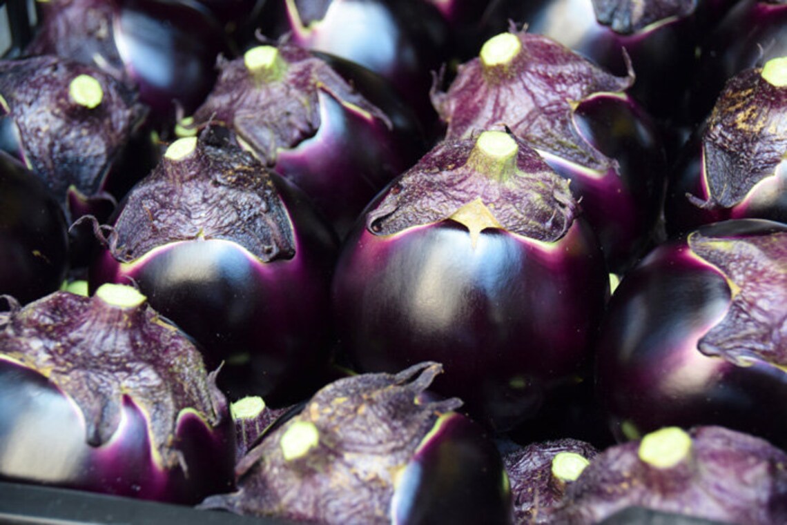 100 Japanese KAMO NASU Eggplant Seeds 賀茂茄子 カモナス かもなす Etsy