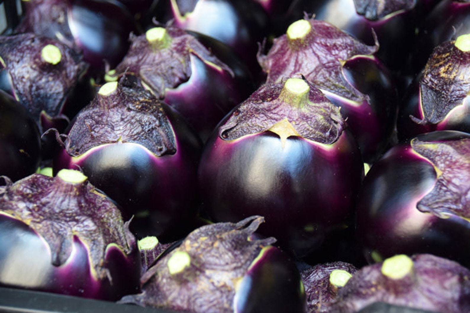 100 Japanese KAMO NASU Eggplant Seeds 賀茂茄子 カモナス かもなす Etsy