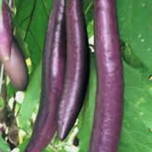 100 Fengyuan Purple Eggplant seeds; Feng Yuan Taiwan;  Taiwanese heirloom 豐原茄子; better than PING TUNG PingTung?