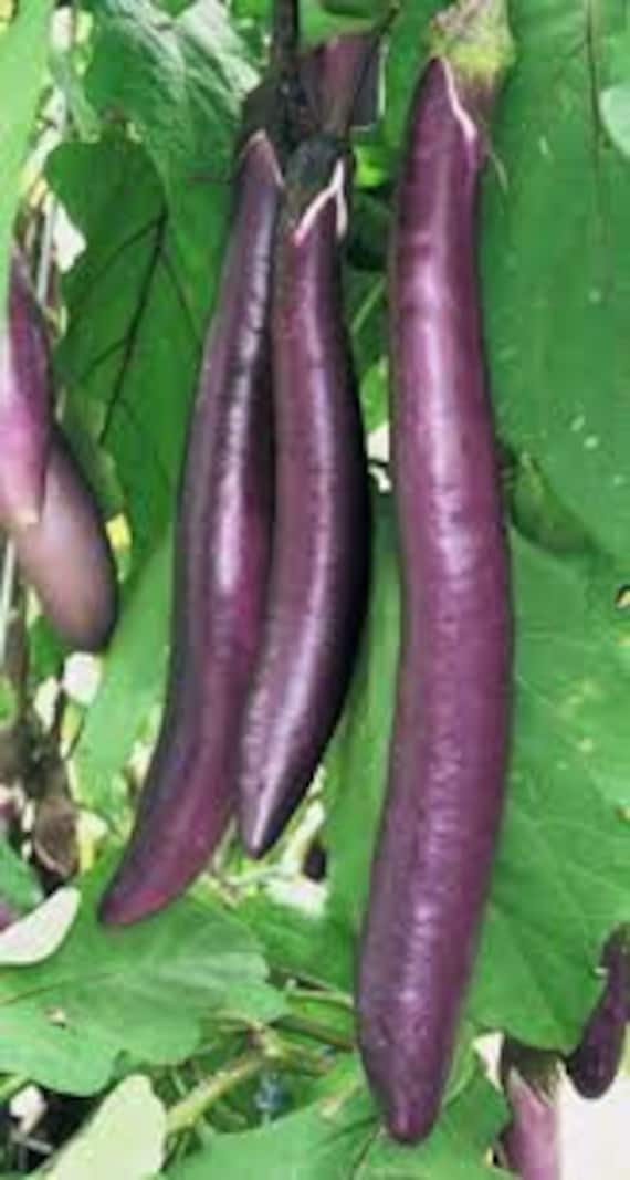 Fengyuan Semillas de berenjena morada Semillas de berenjena importadas  raras Semillas buenas GrowingEGGPlant seeds16