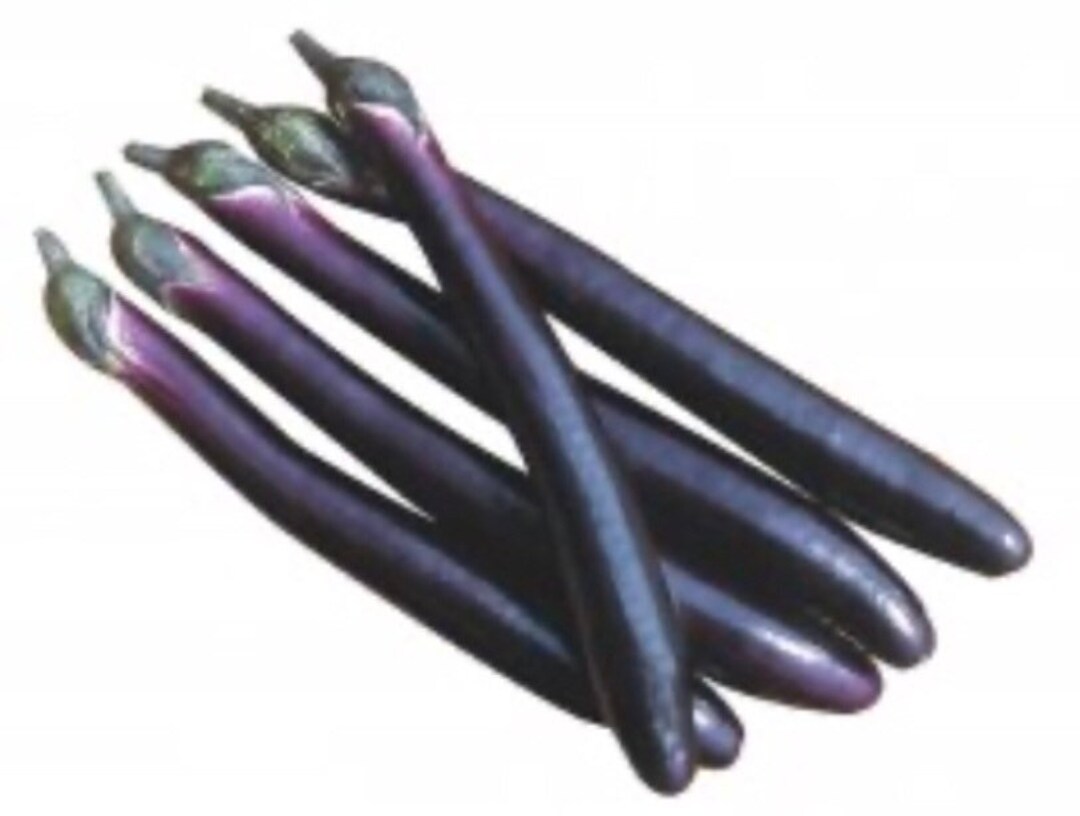 100 PING TUNG Eggplant seeds; PINGTUNG Taiwan Taiwanese; 屏東茄子
