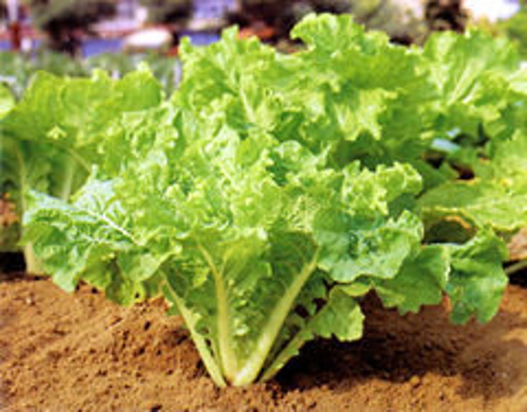3-gram 1000 FUN-JEN Hybrid Frilly Leaf Taiwanese Pak Choi Seeds; 鳳珍皺葉白菜 ...