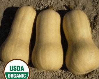 25 certified organic WALTHAM BUTTERNUT Squash seeds; non-GMO