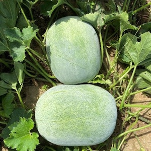 12 Wax Boy #2 F1 Winter Melon Seeds; Hybrid Round Ash Gourd; 15-18 lbs; treated seeds; 粉皮 2 号圆冬瓜 F1