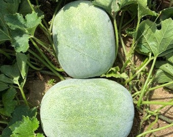 12 Wax Boy #2 F1 Winter Melon Seeds; Hybrid Round Ash Gourd; 15-18 lbs; 粉皮 2 号圆冬瓜 F1