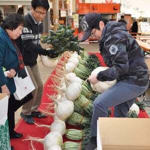 100 SAKURAJIMA Mammoth Daikon Radish seeds 鹿児島 櫻島大丸 recent volcano eruption image 8