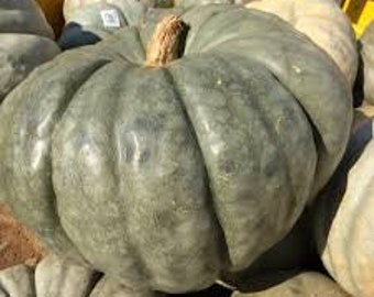 15 JARRAHDALE PUMPKIN Seeds, Cucurbita maxima, gorgeous blue color, highly decorative