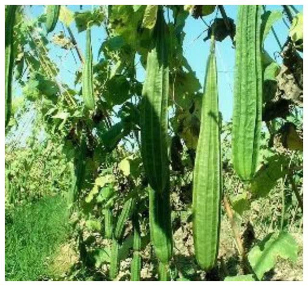 15 Cantonese Angled Luffa Seeds; JIAO GUA 廣東絲瓜 稜角絲瓜 角瓜 勝瓜; Ridged ...