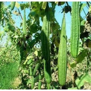 May include: A close-up of a lush green vegetable garden with long, slender, green gourds growing on vines. The gourds are hanging from the vines and are surrounded by green leaves.