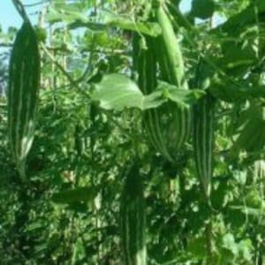 BUAG NGU NAGA Short Snake Gourd seeds; Indian heirloom Serpent Gourd; Chachinda