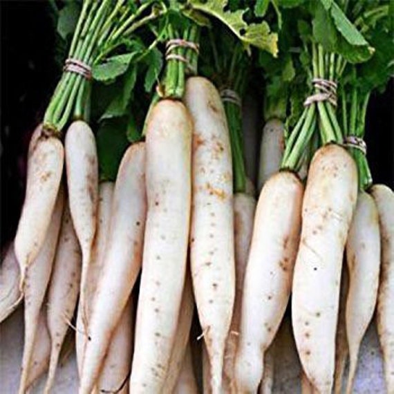 MINOWASE Ancient Heirloom Japanese Daikon Radish Seeds 美濃大根 - Etsy