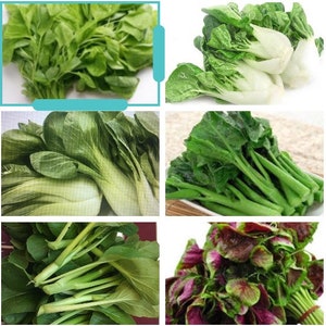 8-gram 5000+ Asian Summer Greens Seeds Mix Blend: Gai Lan, Yu Choi ...