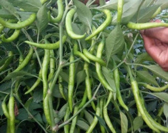 30 Jyoti Indian Hot Pepper Chili seeds