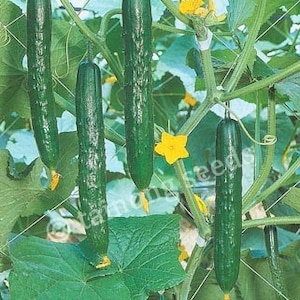 May include: Four green cucumbers growing on a vine with yellow flowers. The cucumbers are hanging vertically from the vine.