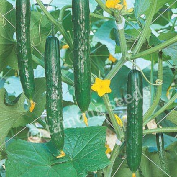 Aihime Hybrid Japanese burpless cucumber seeds; あいひめ胡瓜；愛姬小黃瓜; sushi grade