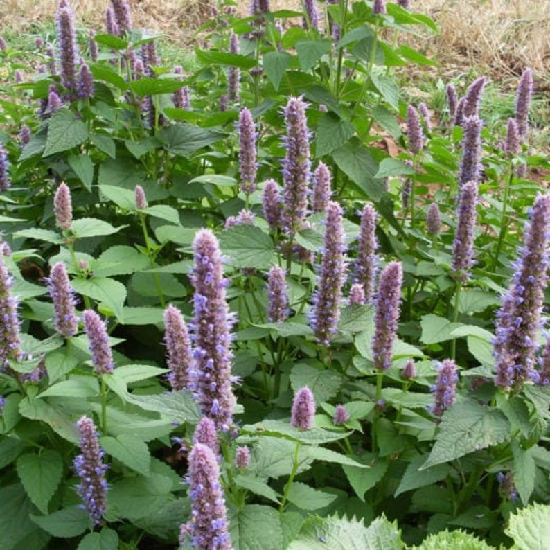 1gram 1500 KOREAN LICORICE MINT Seeds Herbal Tea Medicine Etsy