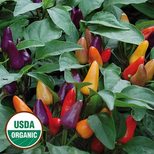 20 organic Aurora Hot Pepper Seeds; Rainbow colors; Ornamental; do well in containers