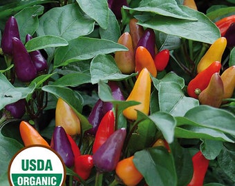 20 organic Aurora Hot Pepper Seeds; Rainbow colors; Ornamental; do well in containers