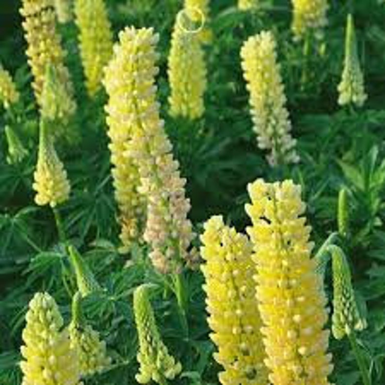 14 OZ 150 YELLOW LUPINE seeds; Lupinus Densiflorus; wildflower patch