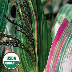 25 organic JAPONICA STRIPED MAIZE Corn seeds