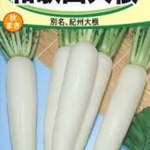 1/4-oz 450+ WAKAYAMA WHITE Daikon Japanese Radish seeds; 和歌山大根; わかやま大根