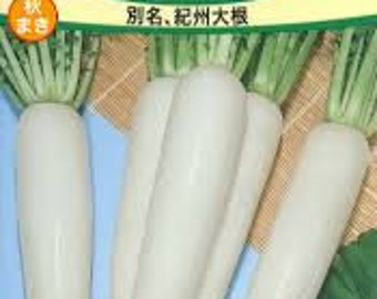 1/4-oz 450+ WAKAYAMA WHITE Daikon Japanese Radish seeds; 和歌山大根; わかやま大根