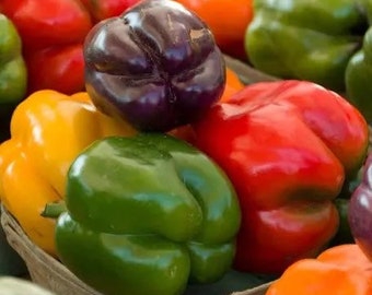30 organic Rainbow Blend Sweet Bell Pepper Seeds; red, green, yellow, orange, purple and chocolate