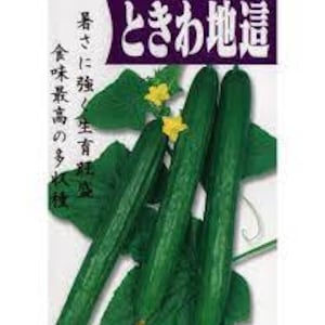20 TOKIWA Tokyo Green; Japanese Long burpless cucumber seeds 常磐  ときわ 胡瓜