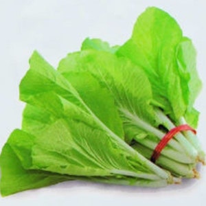 1/4-oz 2800+ Baby TAIWAN Pak Choi seeds  台灣小白菜; Bok Choy; heirloom non-GMO