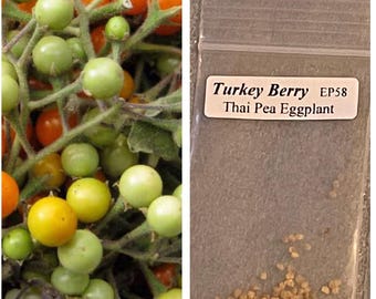 100+ Turkey Berry seeds; aka Thai Pea Eggplant seeds, Brush Eggplant seeds; NOT FRUITS!!!