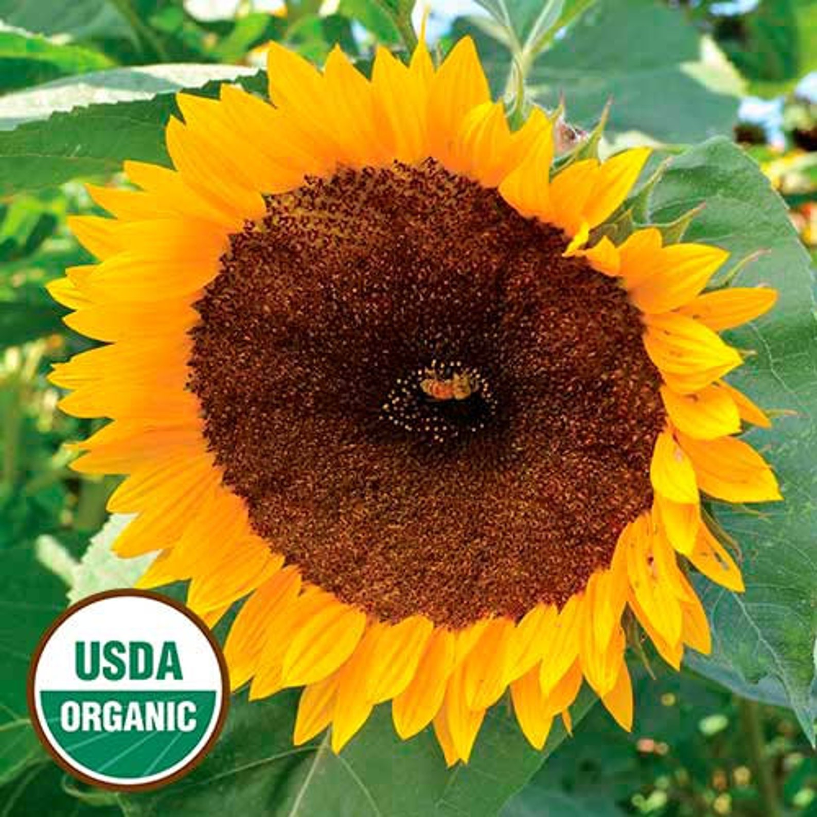 50 organic TAIYO Japanese Sunflower seeds Helianthus annuus Etsy