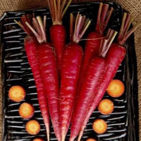 thumbnail image 2 of Atomic Red Carrot Seeds – 200+ Heirloom Seeds By Ohio Heirloom Seeds (2021 Harvest) 2 of 3