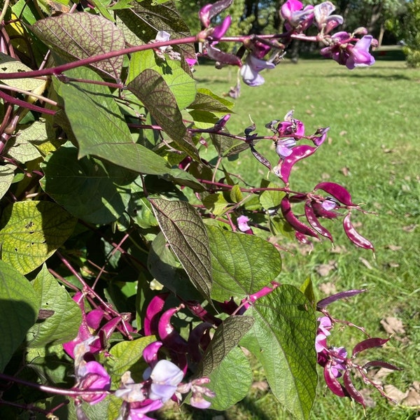 12 MURASAKIIROHANA FUJIMAME Purple Flower Hyacinth Bean Seeds; Lablab purpureus; 紫花扁豆 紫花ふじ豆: