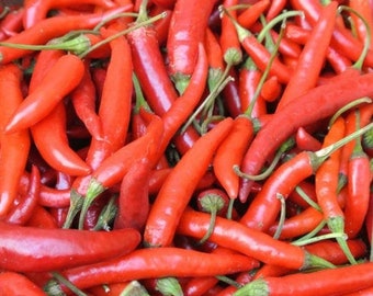 20 organic Adaptive EARLY THAI Hot Pepper Seeds; 2-3″ long, slender, pointy peppers; very hot