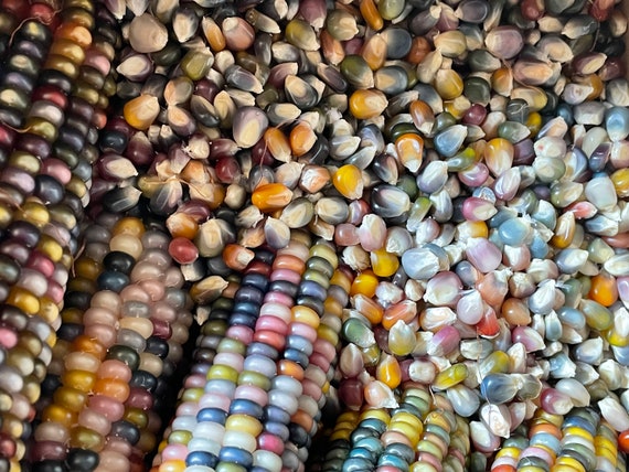 thumbnail image 2 of Glass Gem Indian Corn Seeds – 100 Heirloom Seeds – Rainbow Corn, Non-GMO, Open-Pollinated By Horswill Gardens 2 of 5