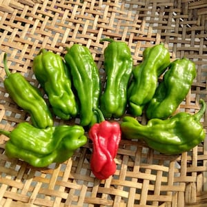 May include: A group of green peppers arranged on a woven basket. One red pepper is in the center of the group.