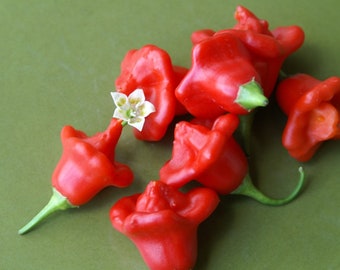 20 Bishop's Crown Cap Hat Hot Pepper seeds; Brazil Heirloom; Crown Red Chilli peppers; Cambuci Chile; Scotch Bonnet