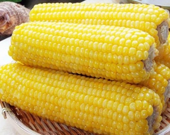 1/2 oz or 50+ Yellow Waxy Corn seeds; sticky glutinous corn; non-GMO; open pollinated 糯玉米