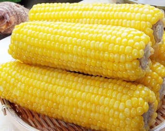 1/2 oz or 50+ Yellow Waxy Corn seeds; sticky glutinous corn; non-GMO; treated seeds; open pollinated 糯玉米