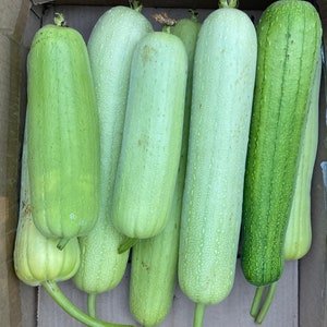 10 organic White Smooth LUFFA Seeds; early ripening by late July in 5B; 白絲瓜; Culinary loofah; good eating size 24-oz