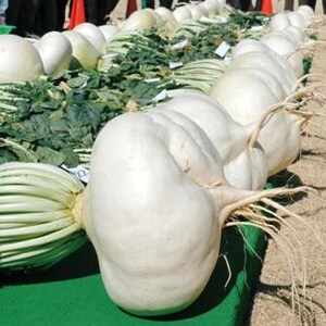 100 SAKURAJIMA Mammoth Daikon Radish seeds 鹿児島 櫻島大丸 recent volcano eruption image 7