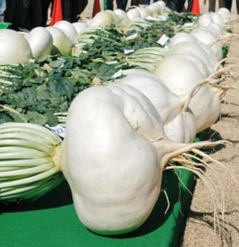 100 SAKURAJIMA Mammoth Daikon Radish seeds 鹿児島 櫻島大丸 recent volcano eruption image 7