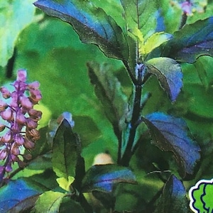 1000 Red Leaf THAI HOLY BASIL seeds; Tulsi; Thai heirloom 紅聖羅勒 húng quế