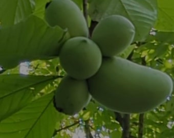 May include: A cluster of green pawpaw fruit hanging from a tree branch. The fruit is oval-shaped and has a smooth, slightly bumpy texture.