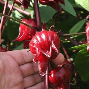 4-gram ~100 Roselle Hibiscus seeds; Asian Sour Leaf; great for making herbal tea; refreshing summer drink; 洛神花; Jamaican Sorrel; ornamental