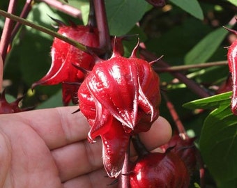 May include: Close-up of a hand holding a bright red, spiky fruit. The fruit is attached to a thin, dark red stem. The fruit is surrounded by other similar fruits.