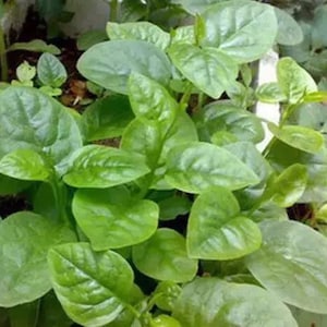 May include: A close-up of a green leafy plant with large, heart-shaped leaves. The plant is growing in a pot and has a lush, vibrant appearance.