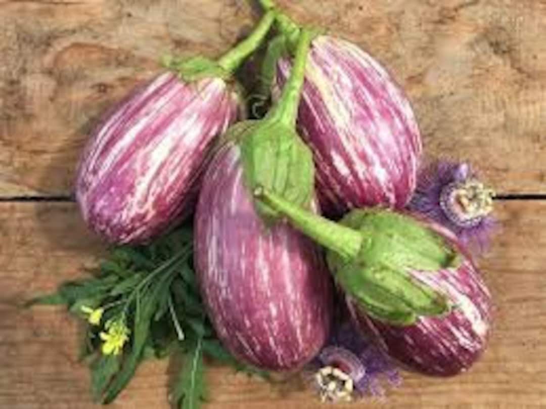 100 Organic Listada De Gandia Spanish Eggplant Seeds Certified USDA Organic Etsy