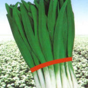 May include: A bunch of green scallions tied together with a red rubber band. The scallions are fresh and have a white base and green tops.