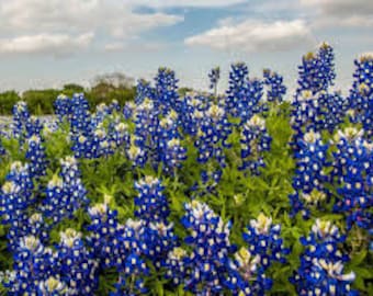 May include: A field of bluebonnet wildflowers in bloom. The flowers are a vibrant blue with white centres and are surrounded by green foliage.